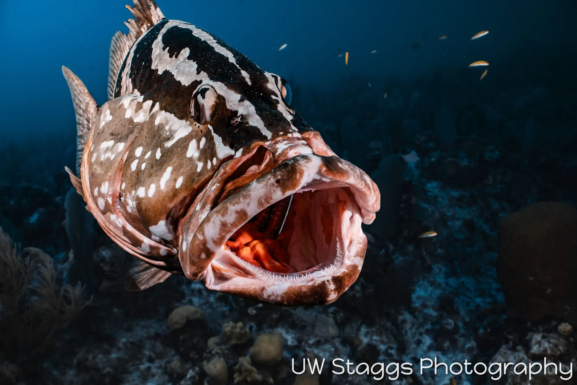 Lionfish — Little Cayman