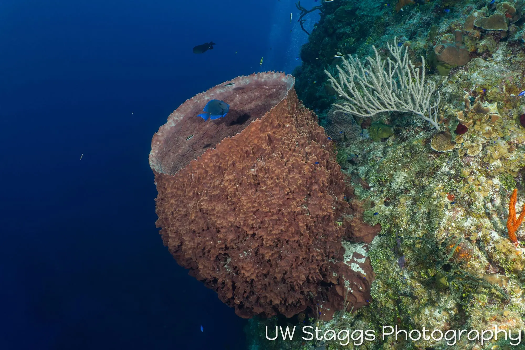 Tunicate — Little Cayman
