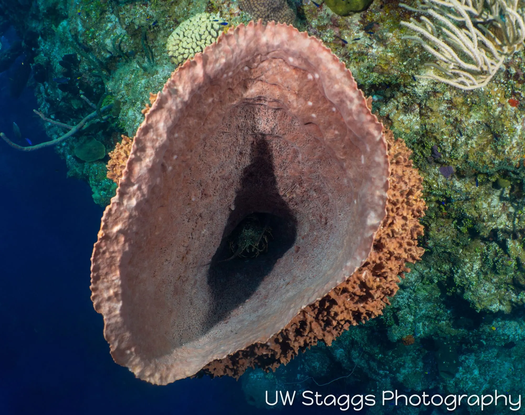 Tunicate — Little Cayman