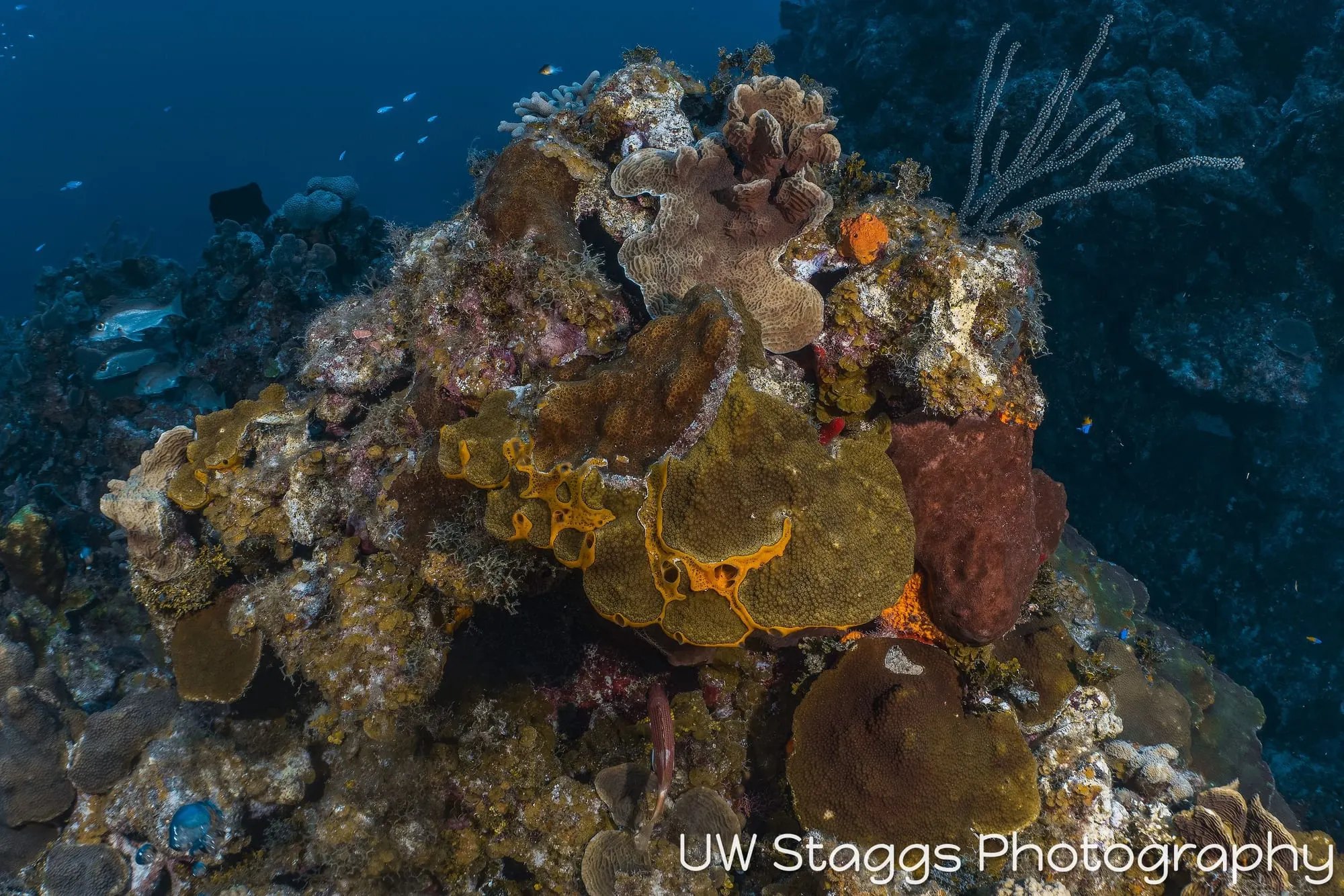 Coral Atoll — Little Cayman
