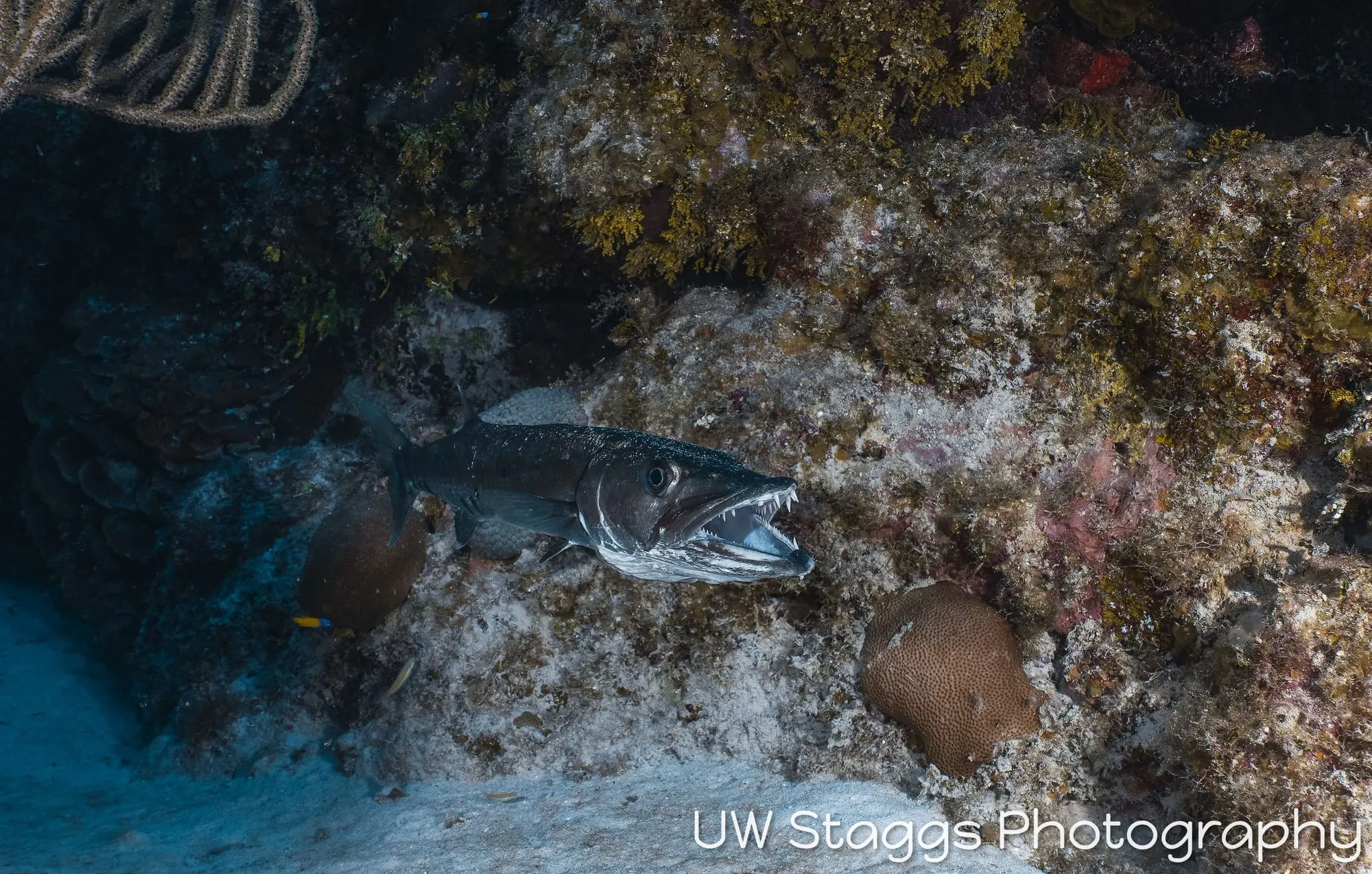 Dogfish Shark — Little Cayman