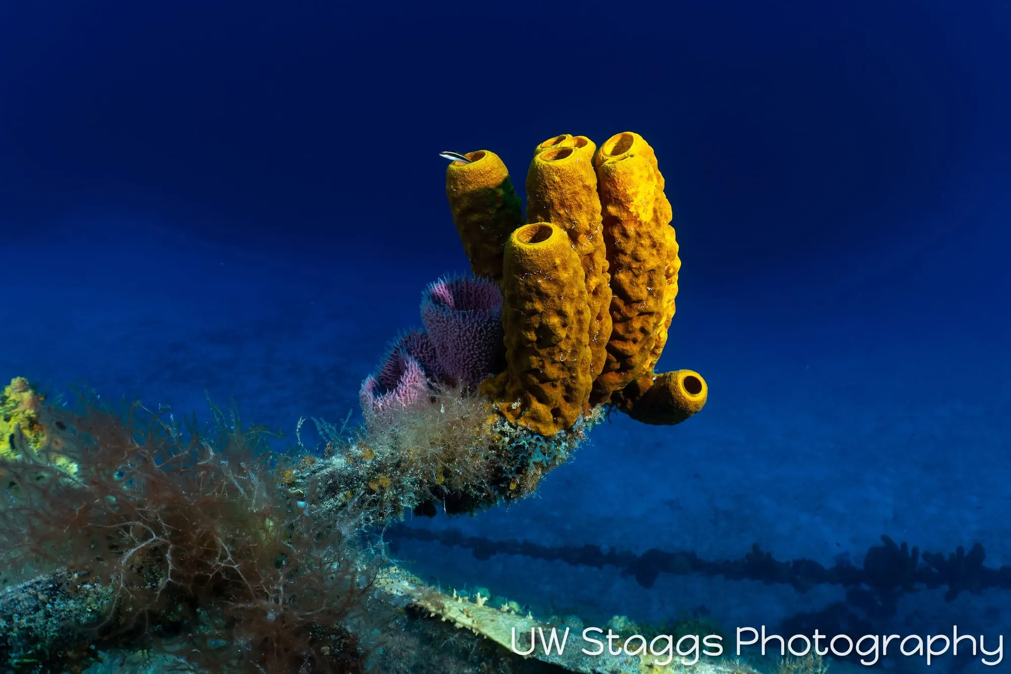 Tunicate — Little Cayman