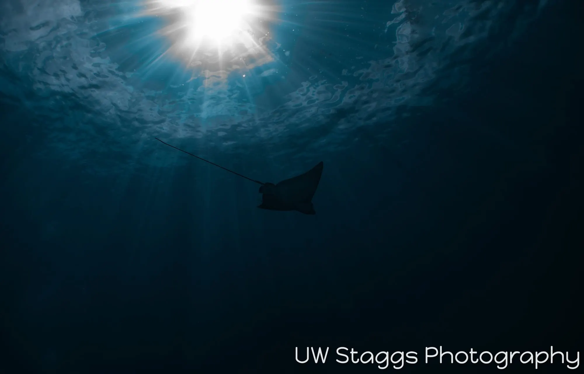 Reef Scene — Little Cayman