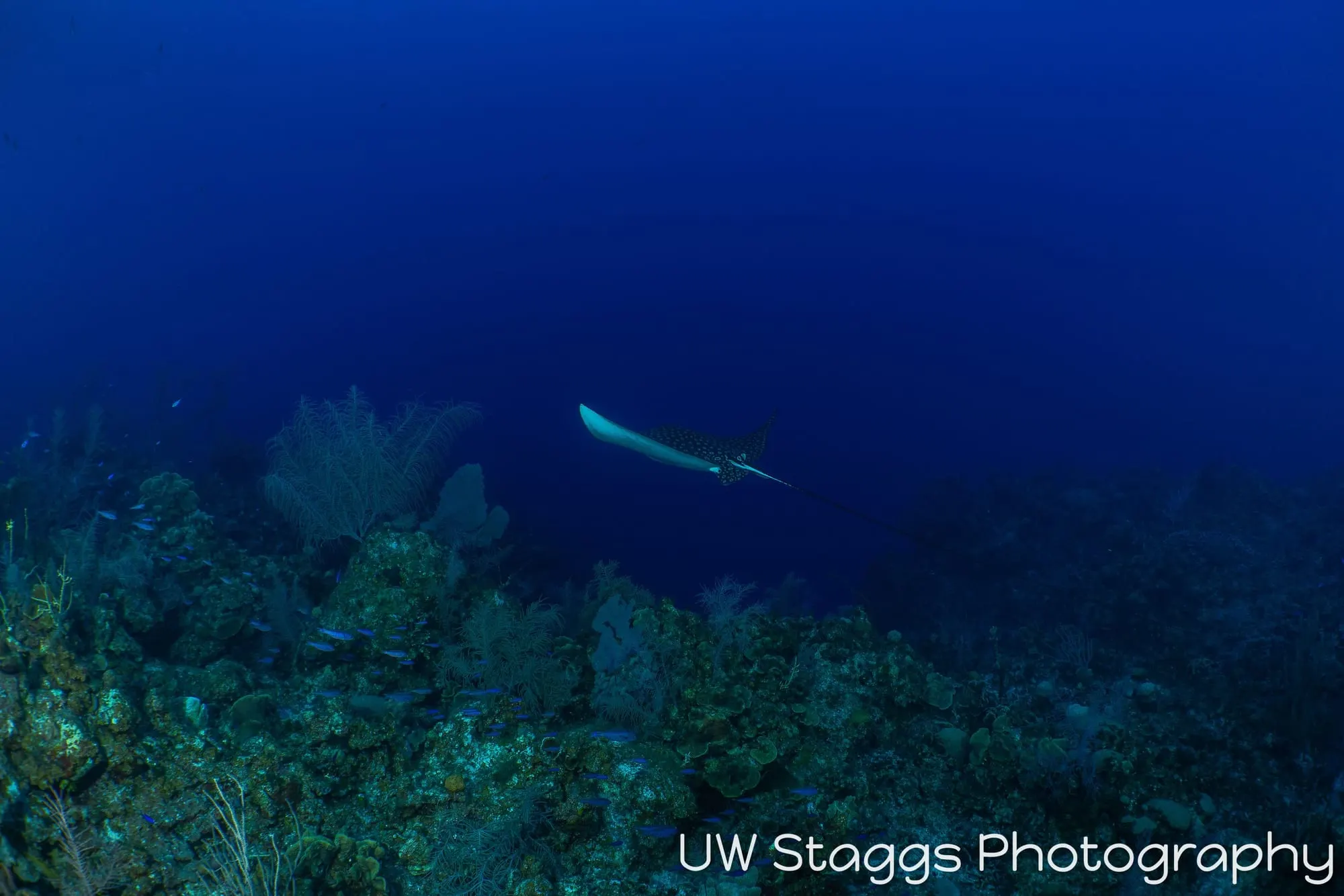 Reef Scene — Little Cayman