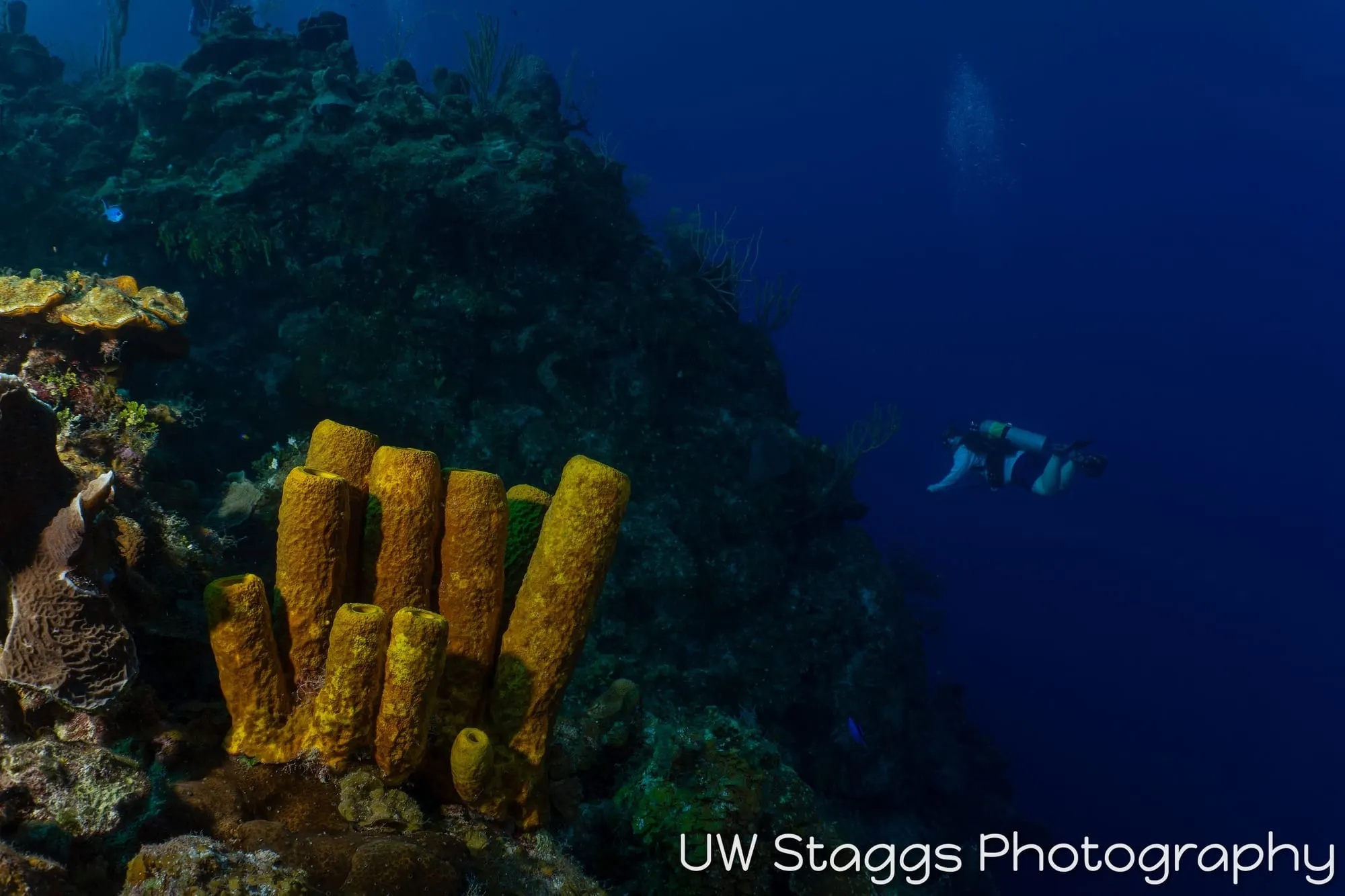 Tunicate — Little Cayman