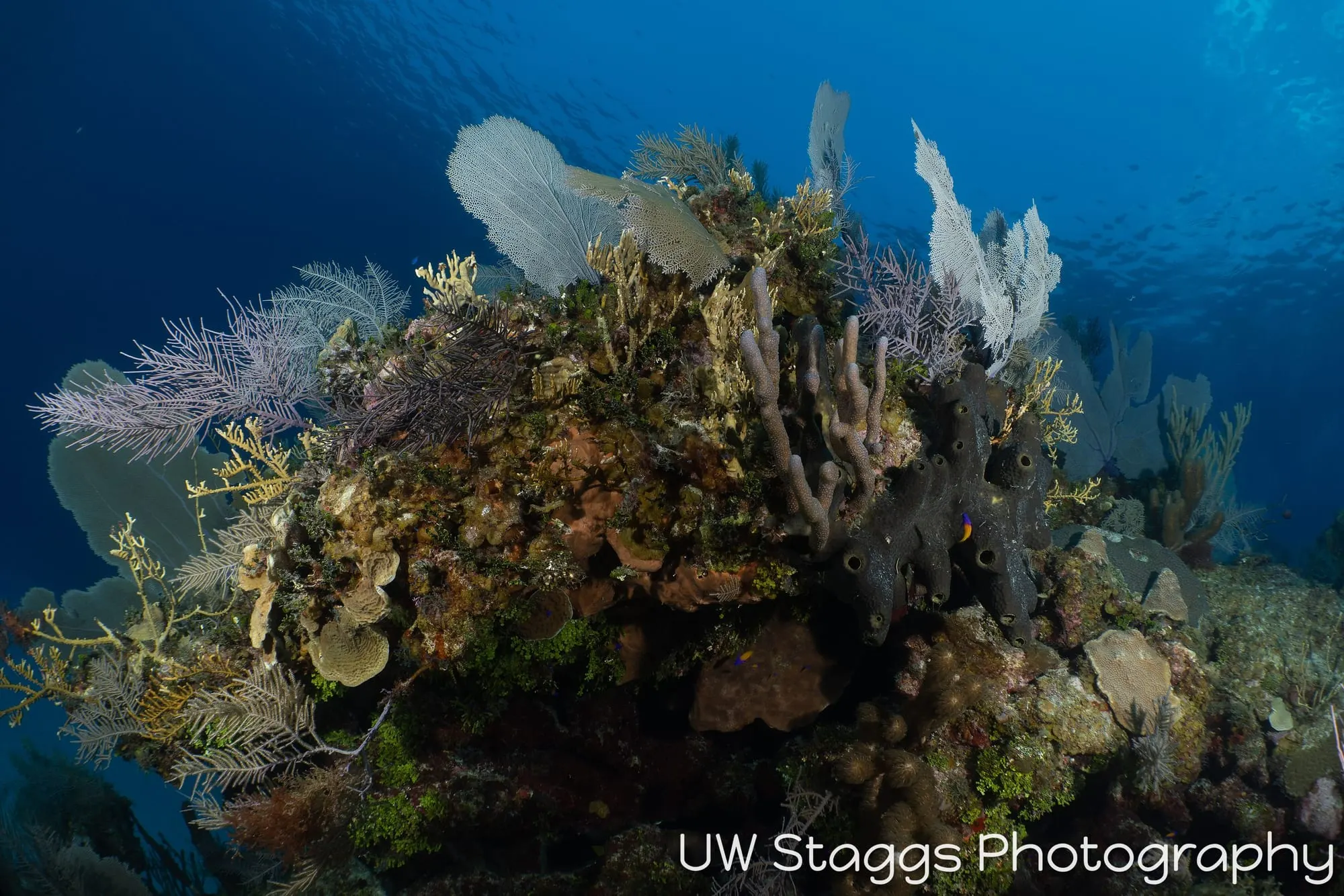 Coral Atoll — Little Cayman