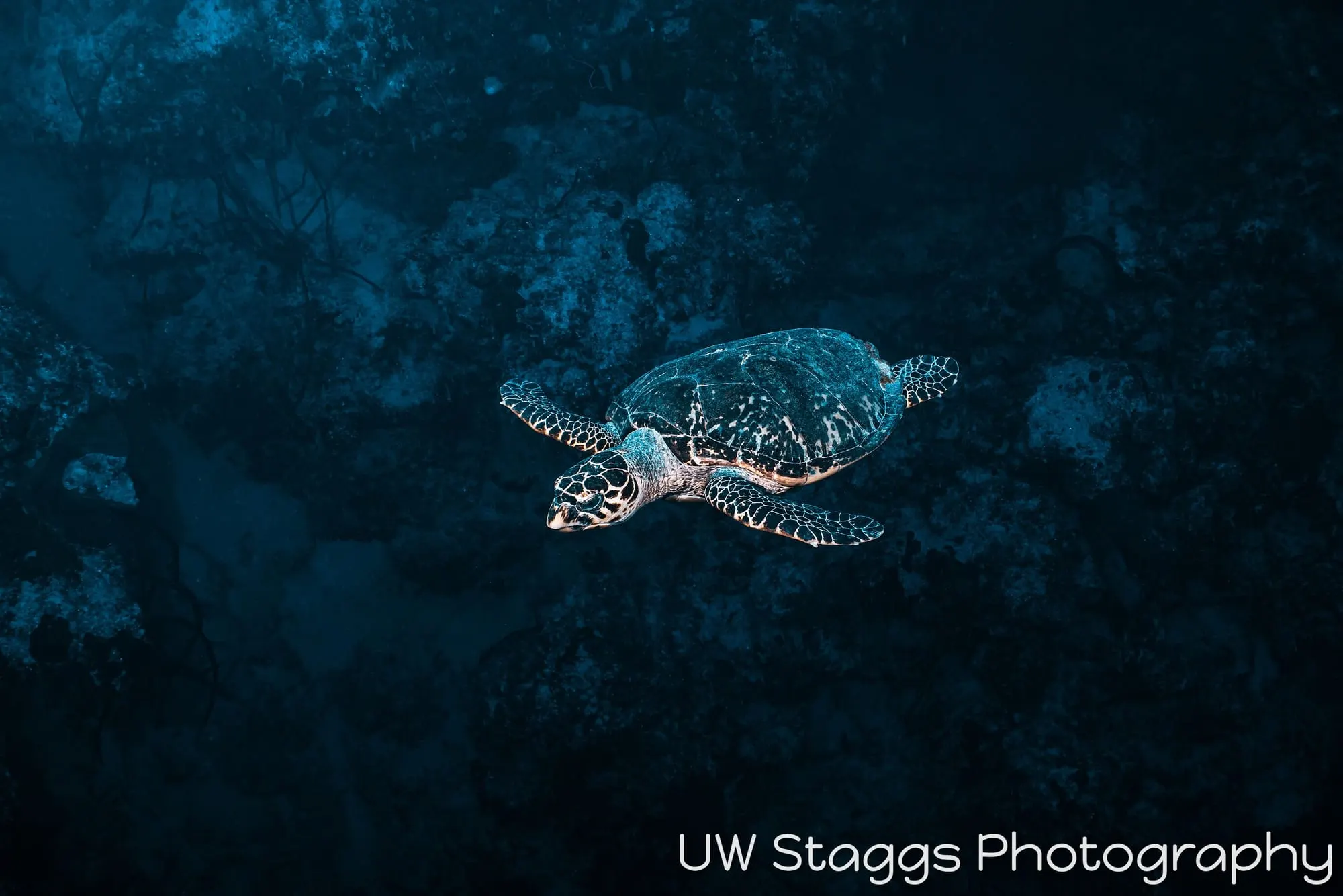 Sea Turtle — Little Cayman