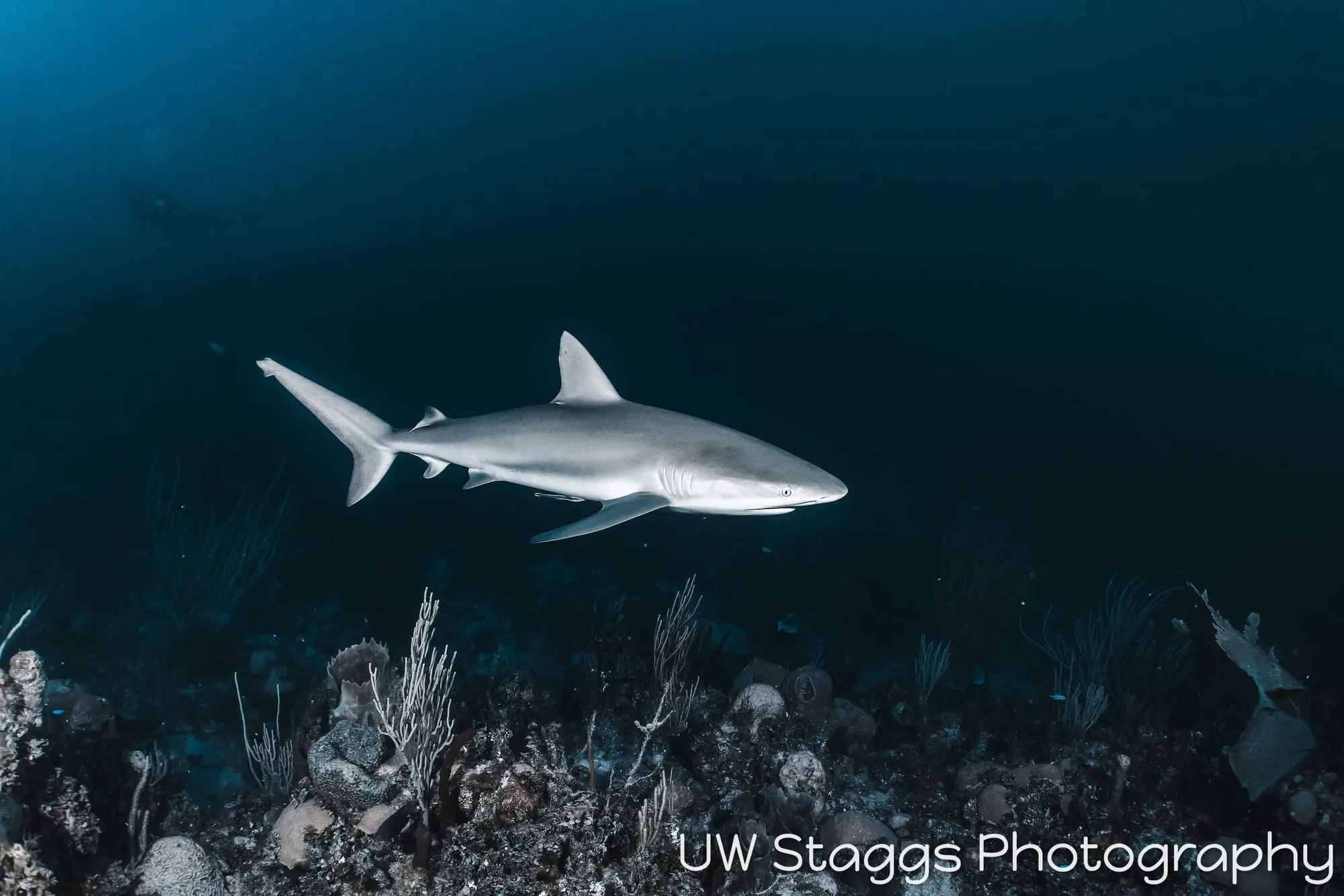 Dogfish Shark — Gardens of the Queen, Cuba