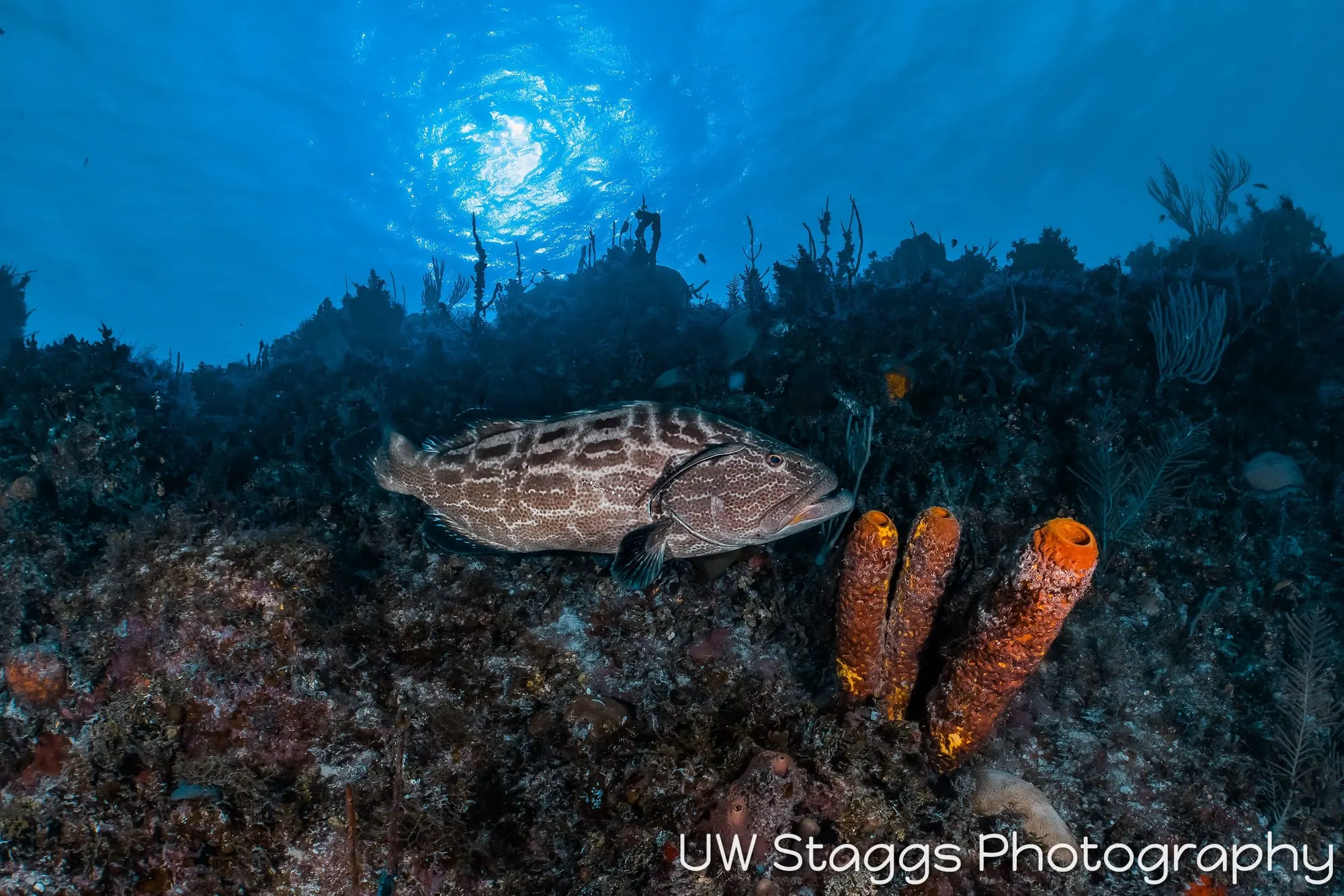 Reef Scene — Gardens of the Queen, Cuba