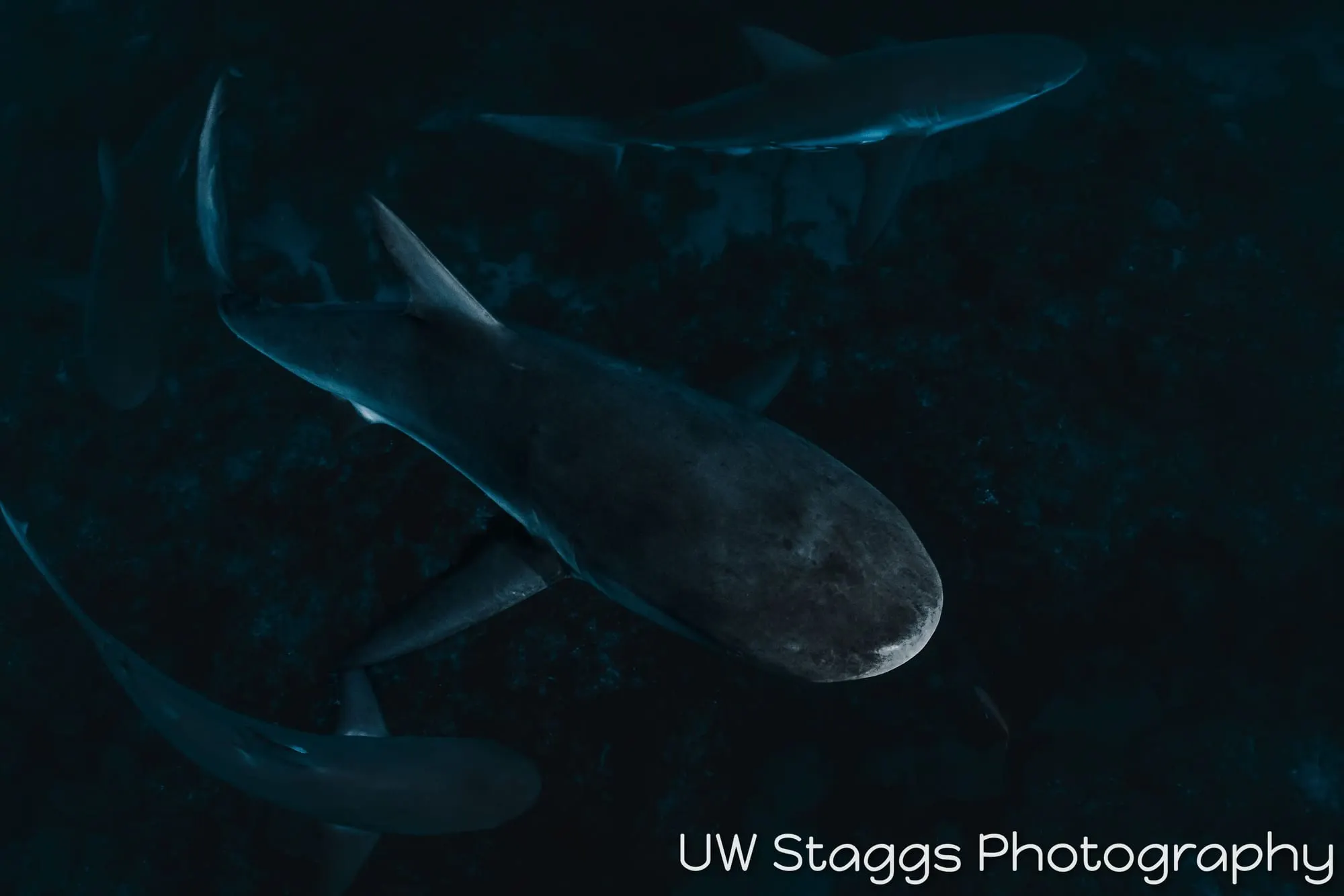 Dogfish Shark — Gardens of the Queen, Cuba