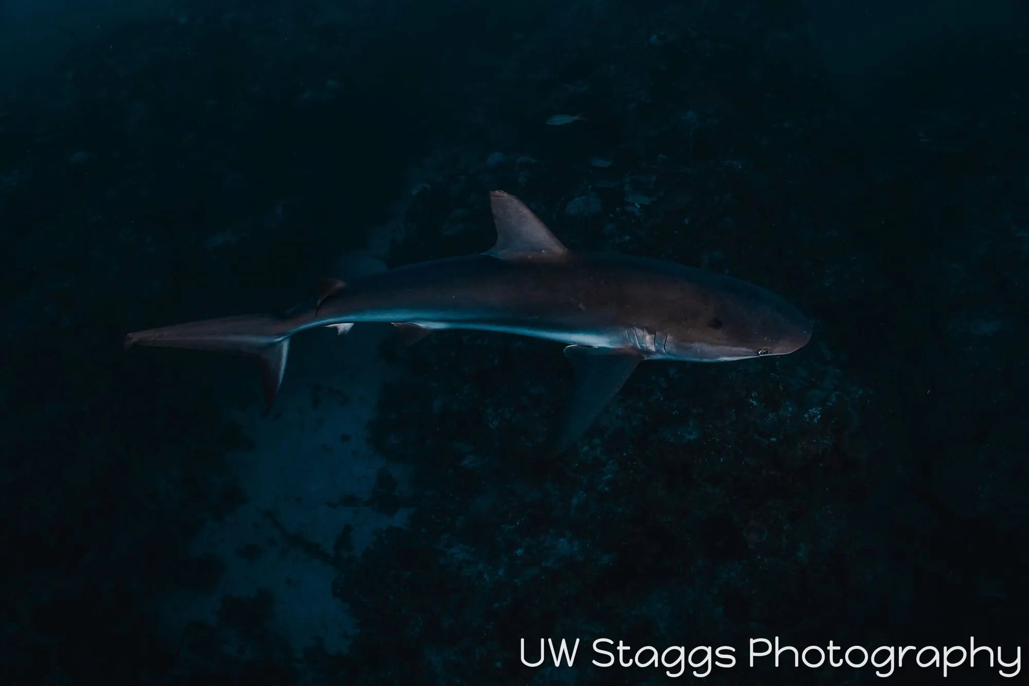 Dogfish Shark — Gardens of the Queen, Cuba