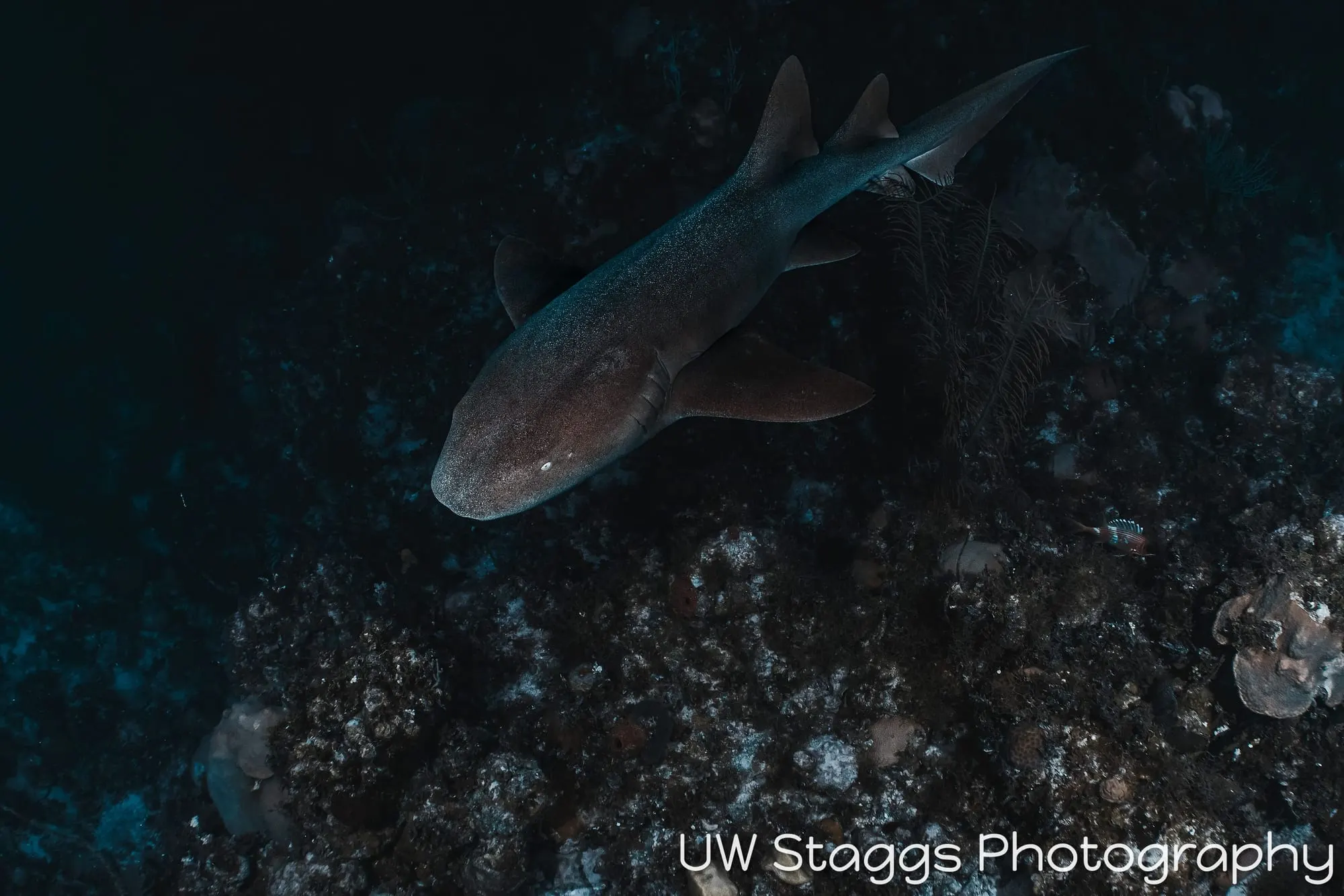 Dogfish Shark — Gardens of the Queen, Cuba