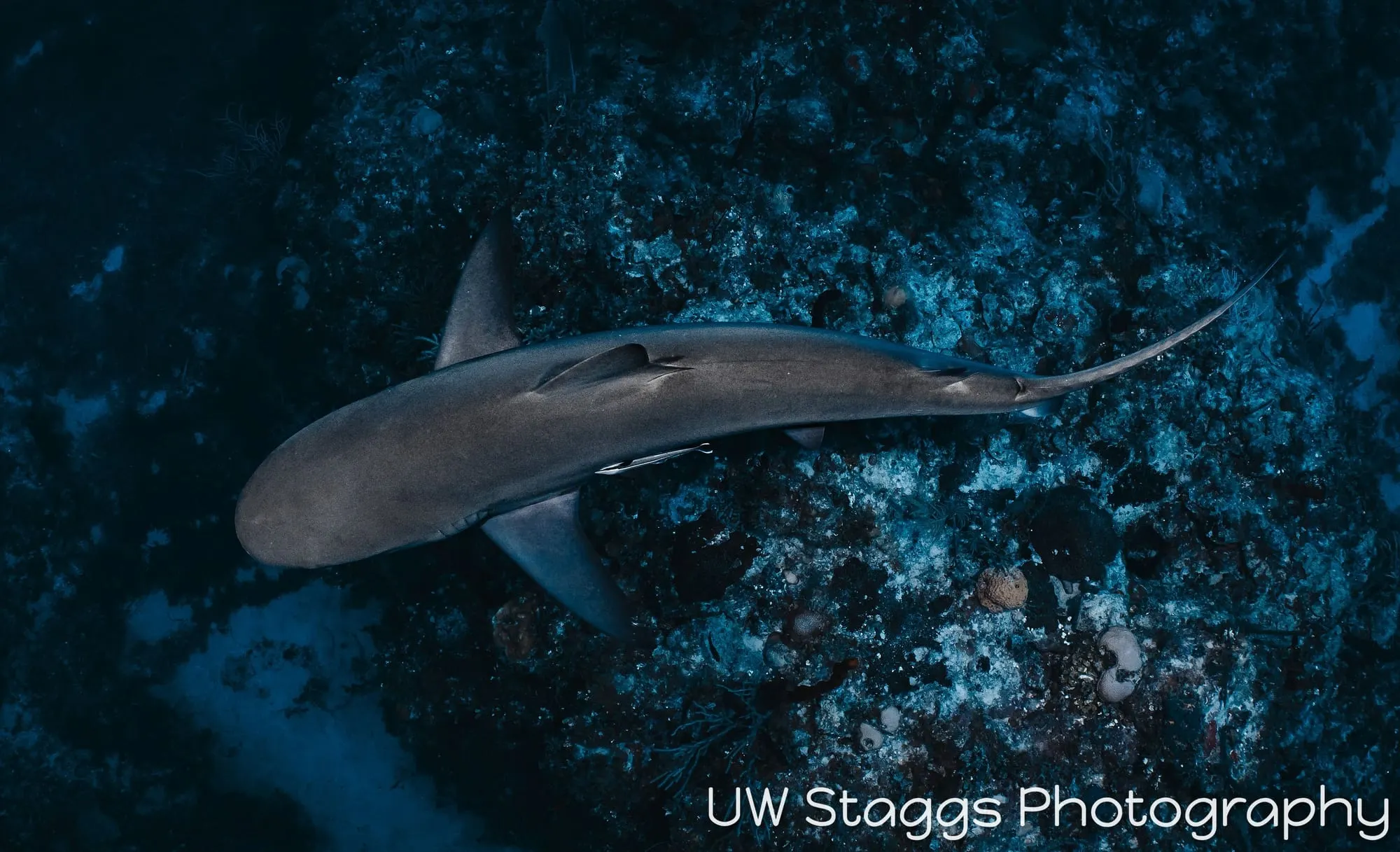 Dogfish Shark — Gardens of the Queen, Cuba