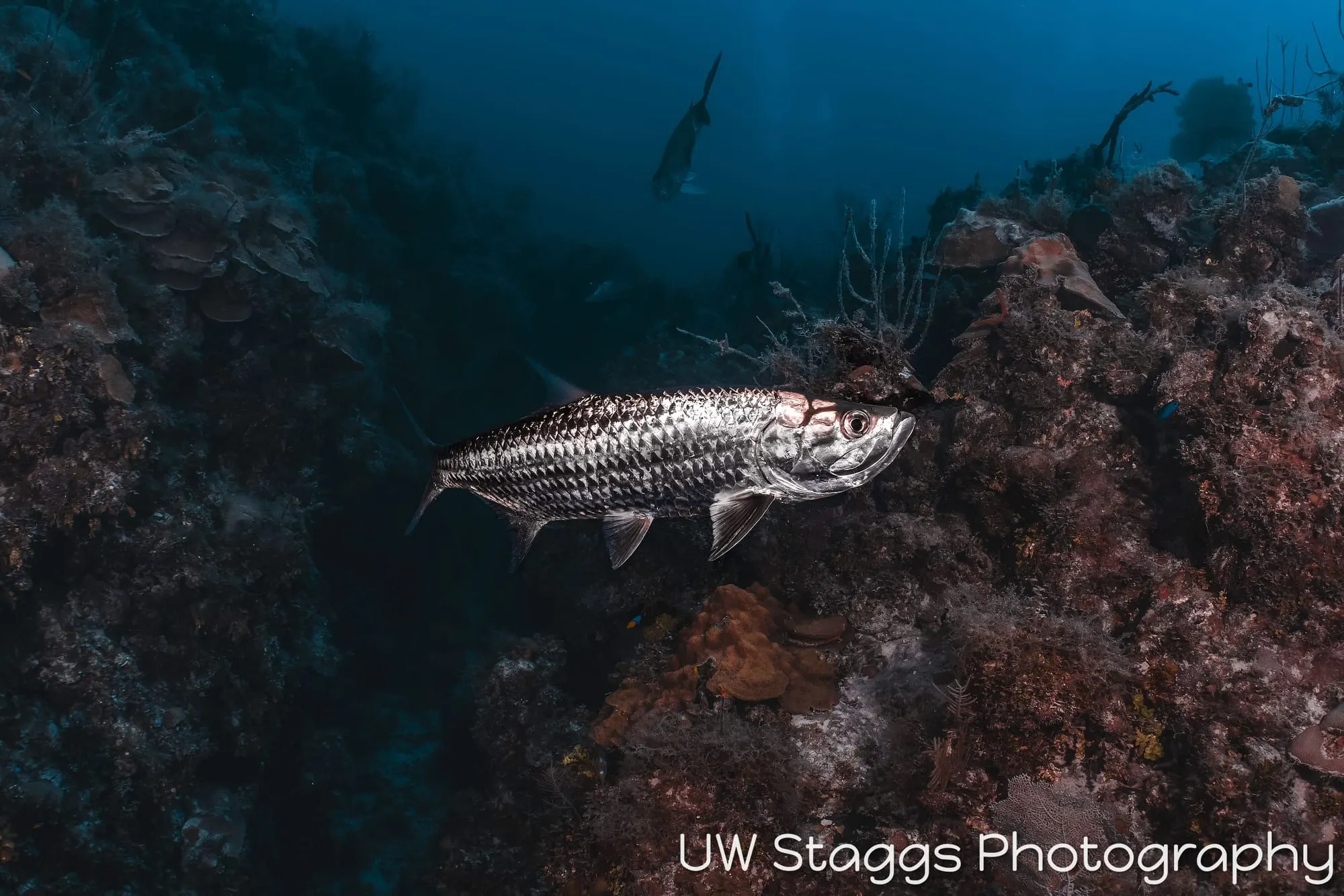 Lionfish — Gardens of the Queen, Cuba