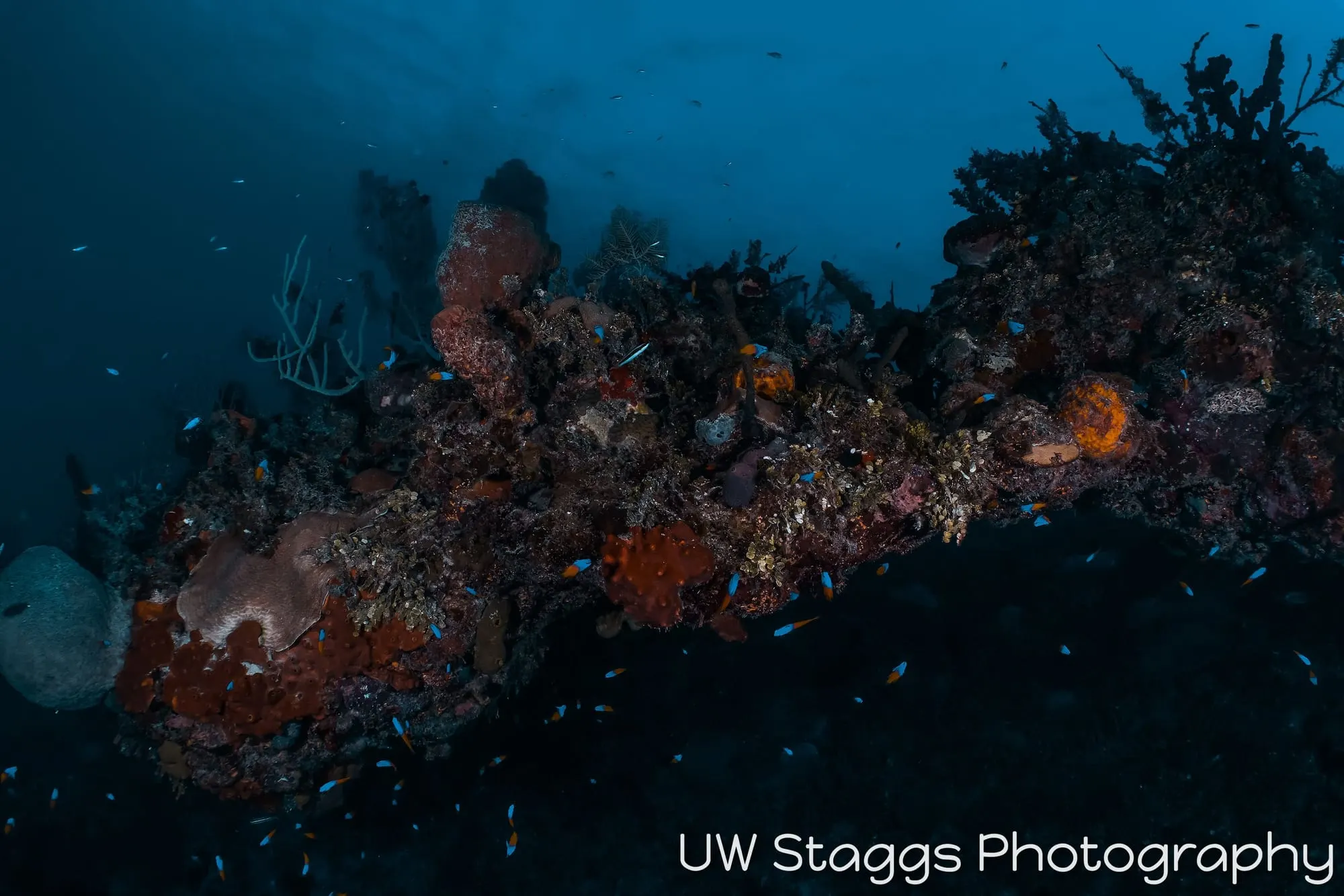 Coral Atoll — Gardens of the Queen, Cuba