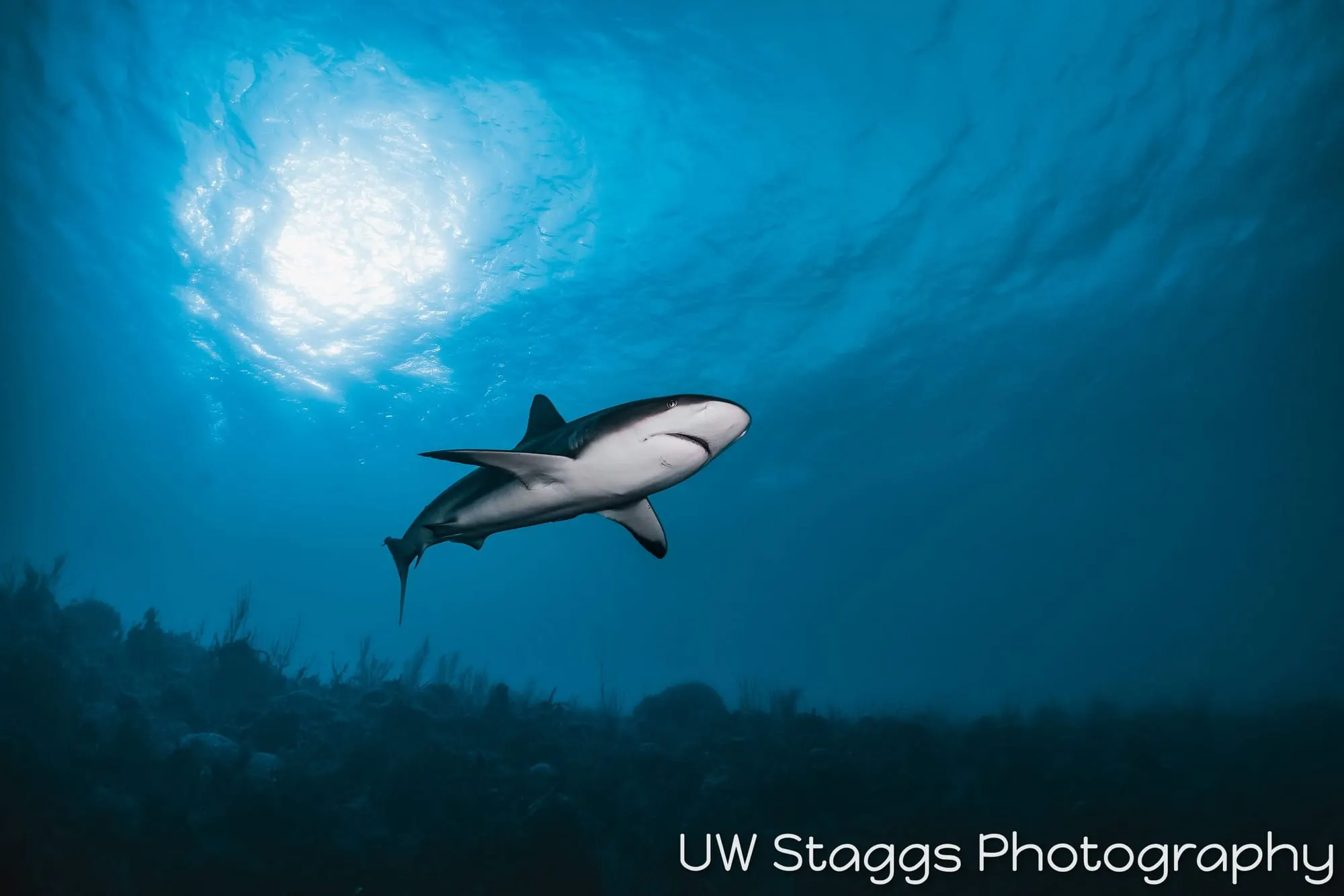Dogfish Shark — Gardens of the Queen, Cuba