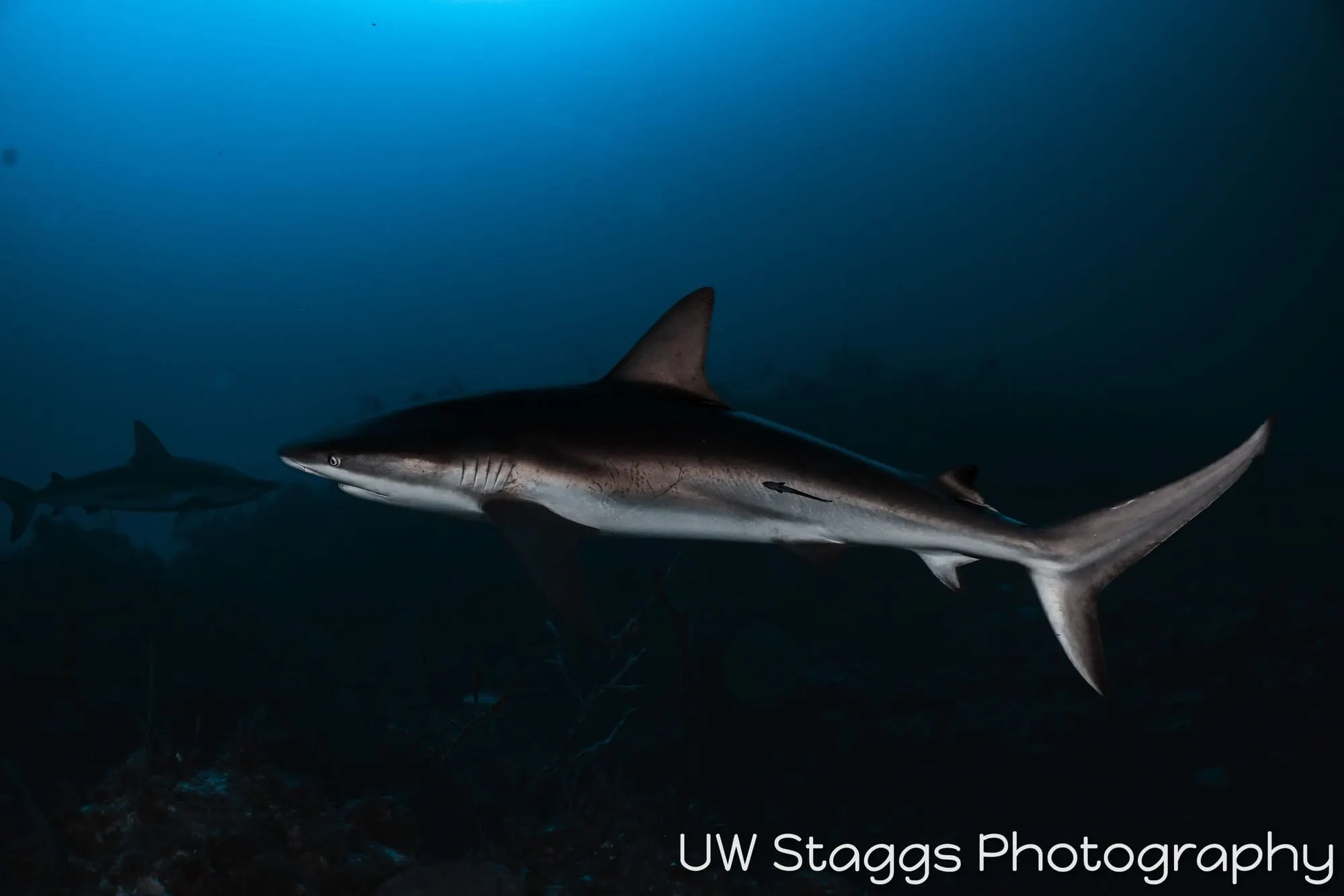 Dogfish Shark — Gardens of the Queen, Cuba