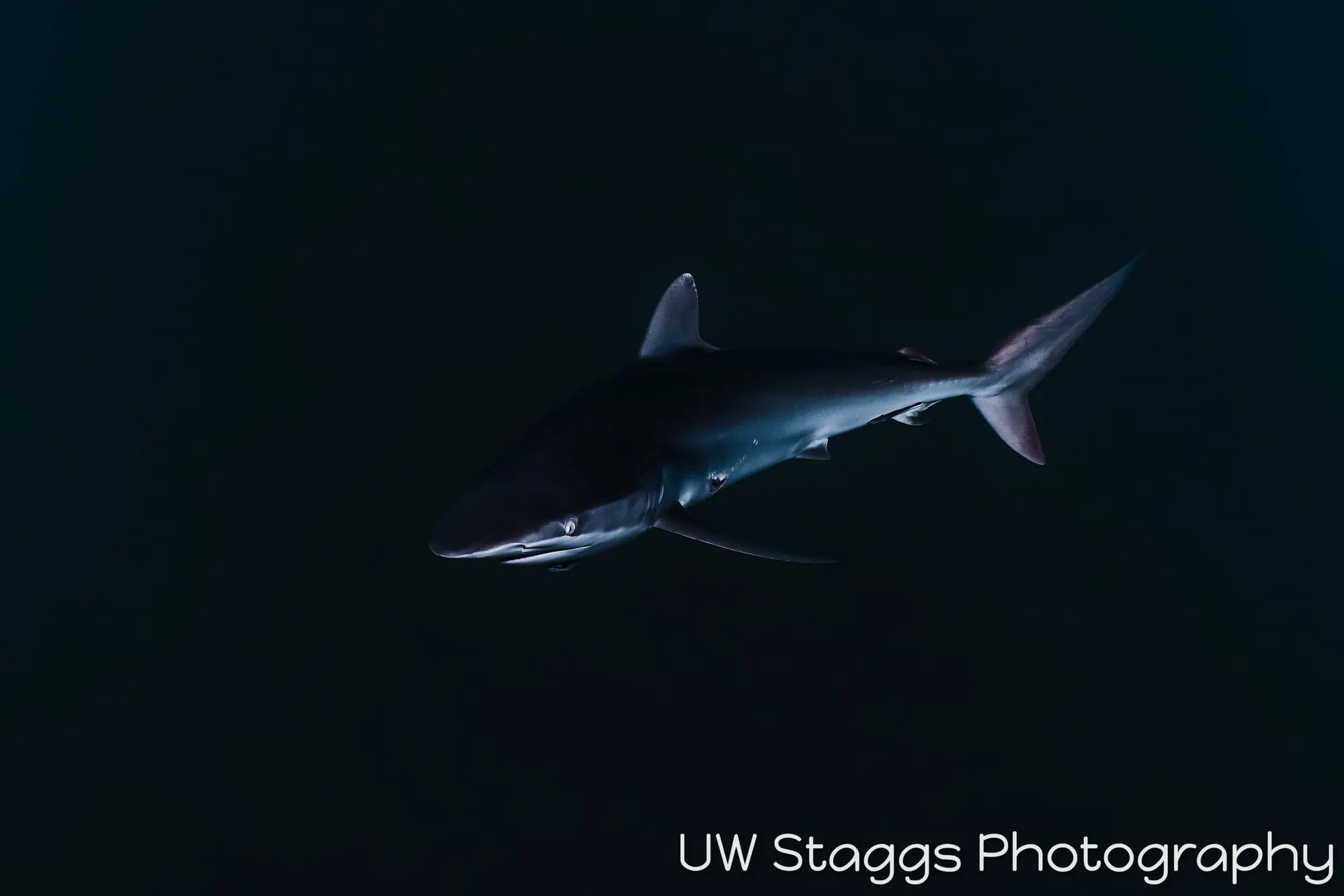 Dogfish Shark — Gardens of the Queen, Cuba