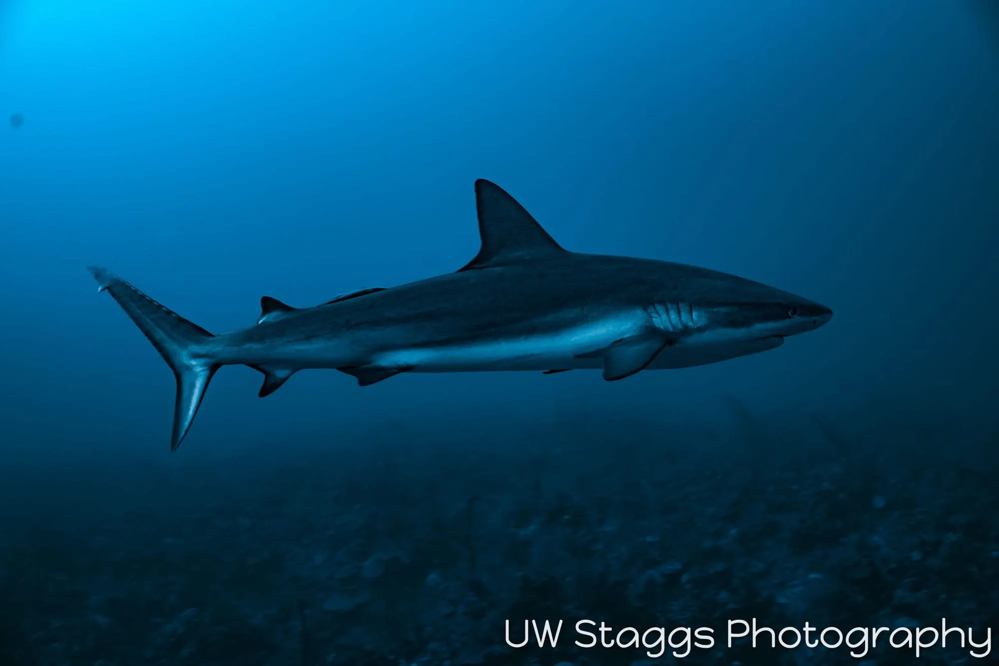 Dogfish Shark — Gardens of the Queen, Cuba