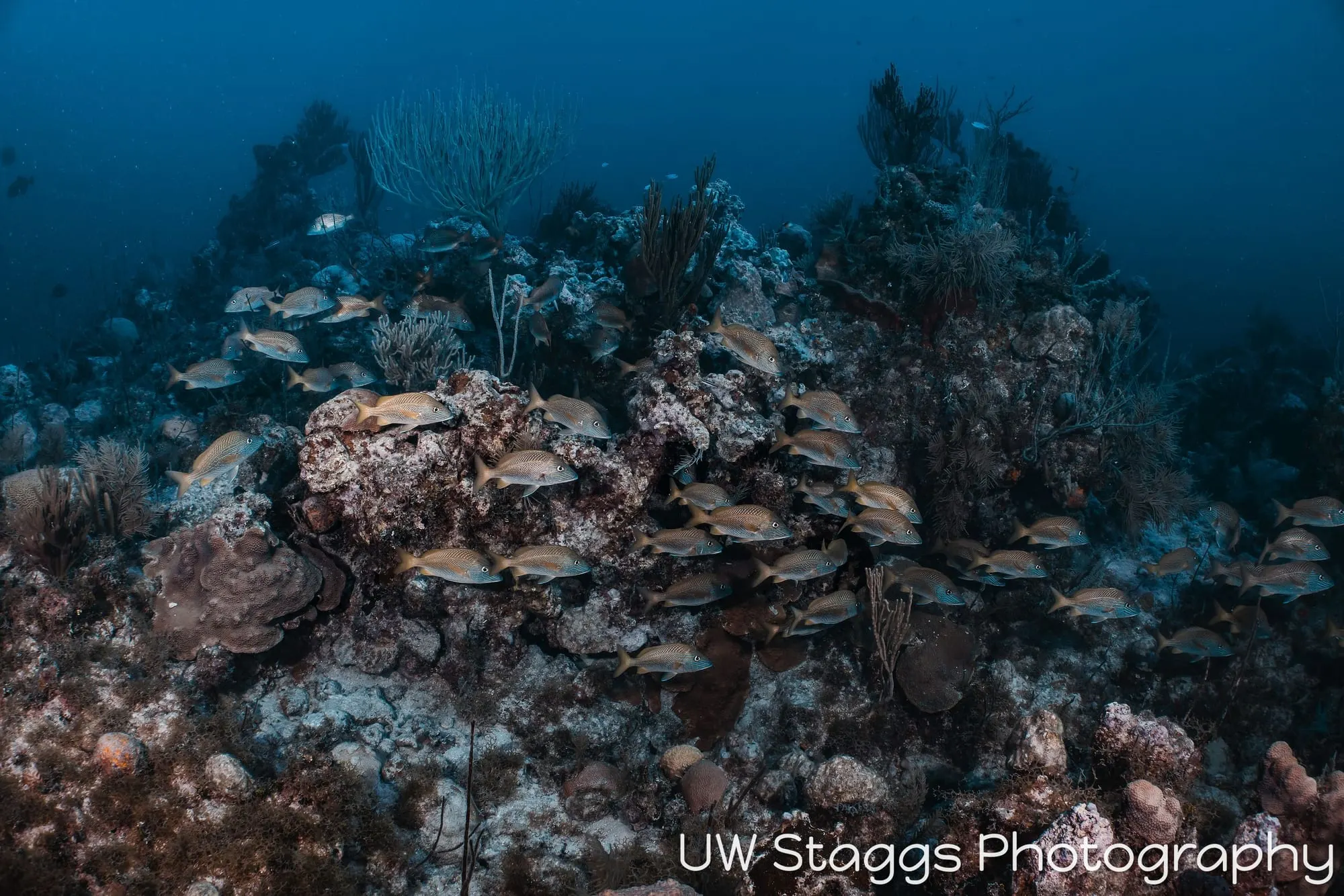 Reef Scene — Gardens of the Queen, Cuba