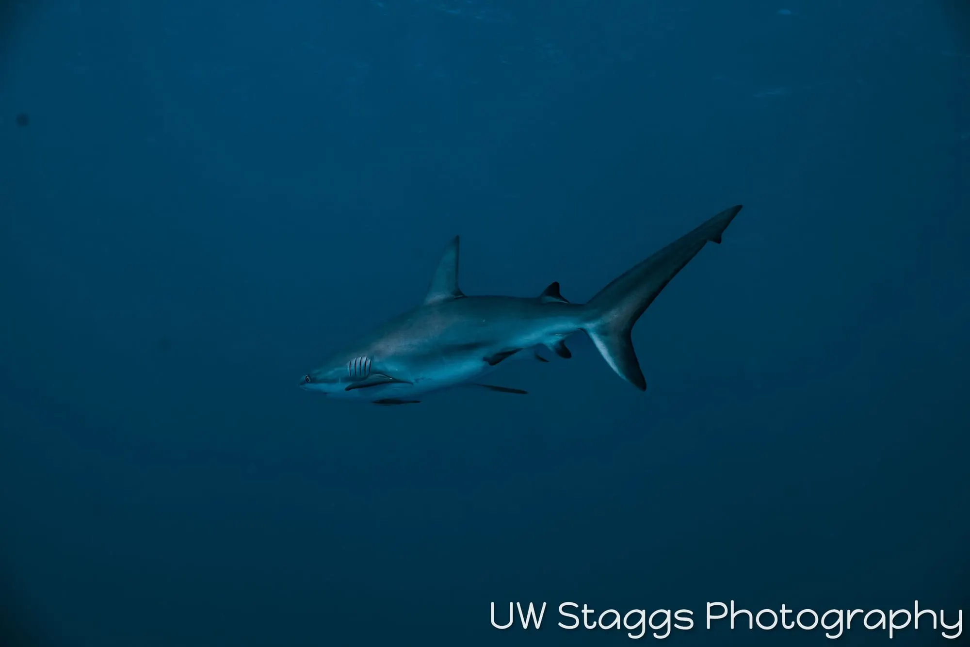 Dogfish Shark — Gardens of the Queen, Cuba