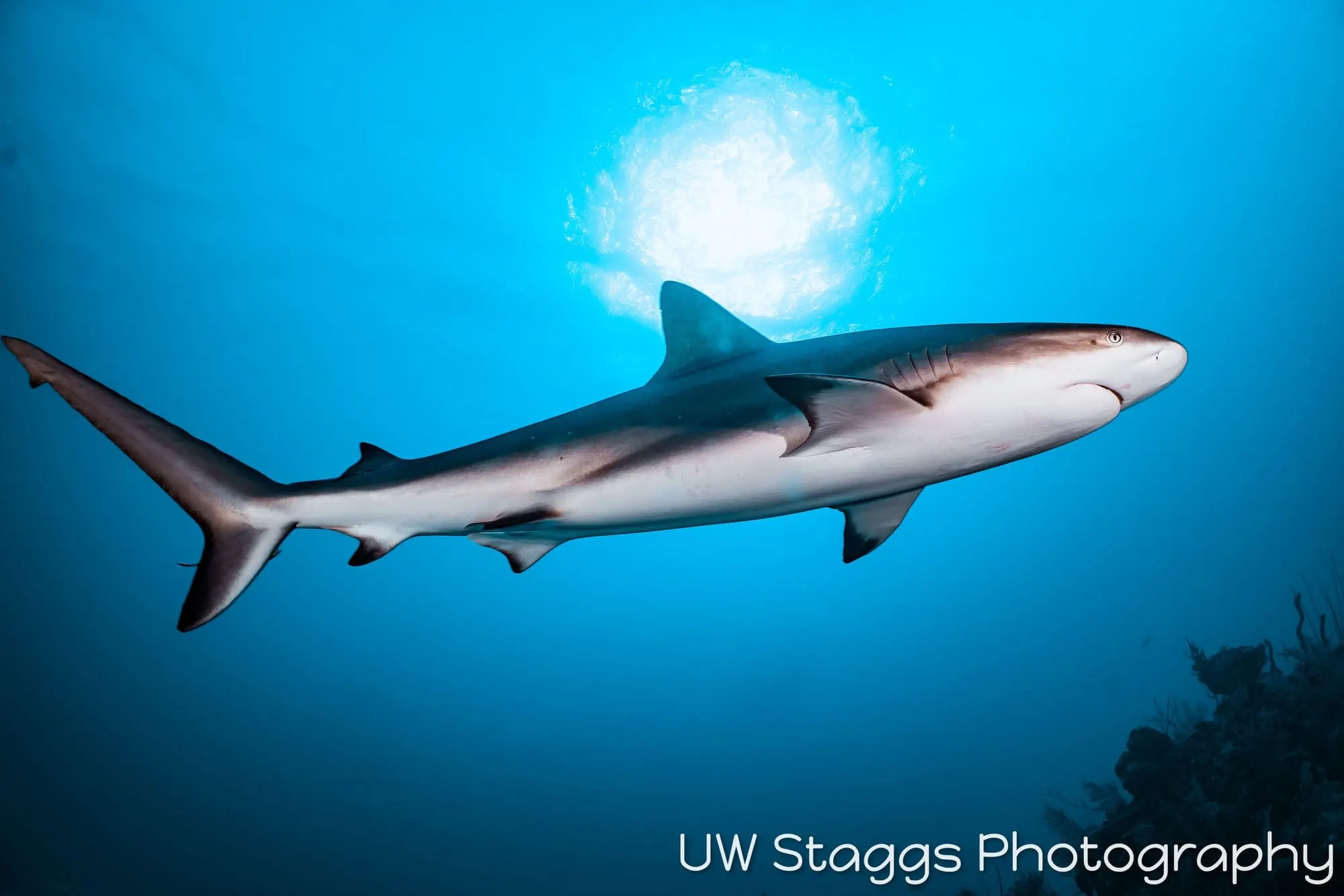 Dogfish Shark — Gardens of the Queen, Cuba