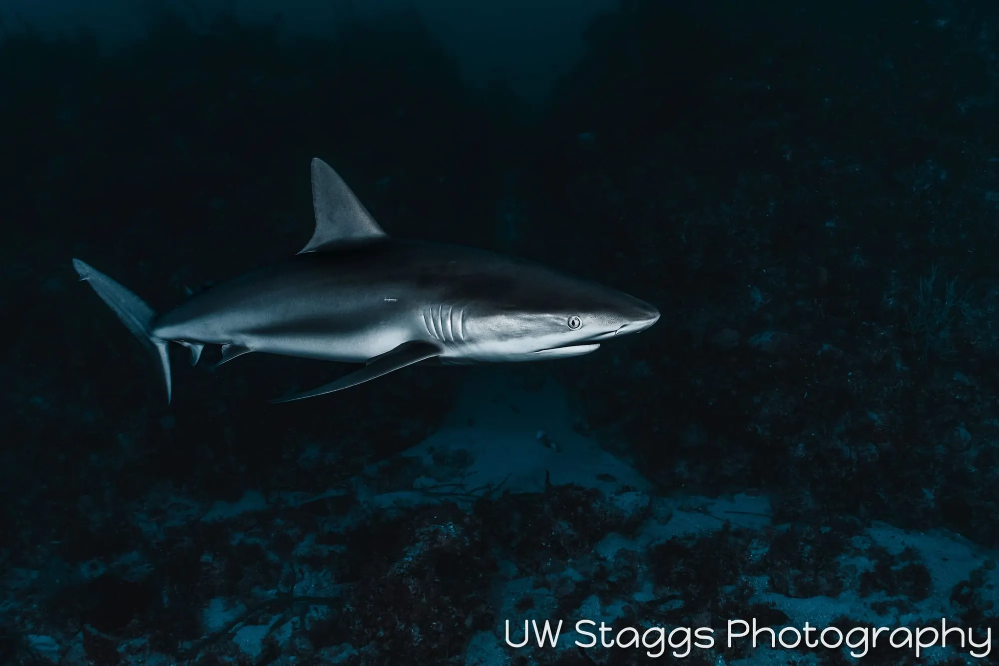 Dogfish Shark — Gardens of the Queen, Cuba