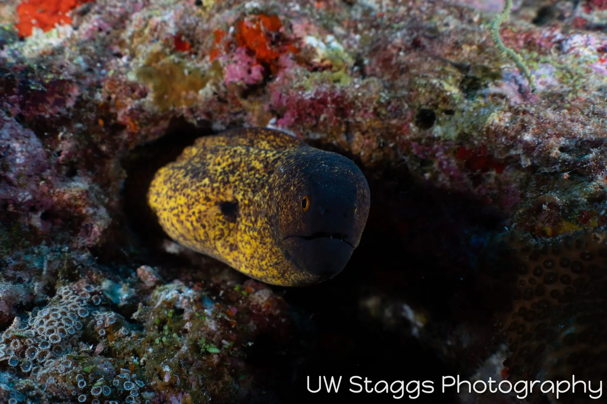 Reef Scene — Central Atolls, Maldives