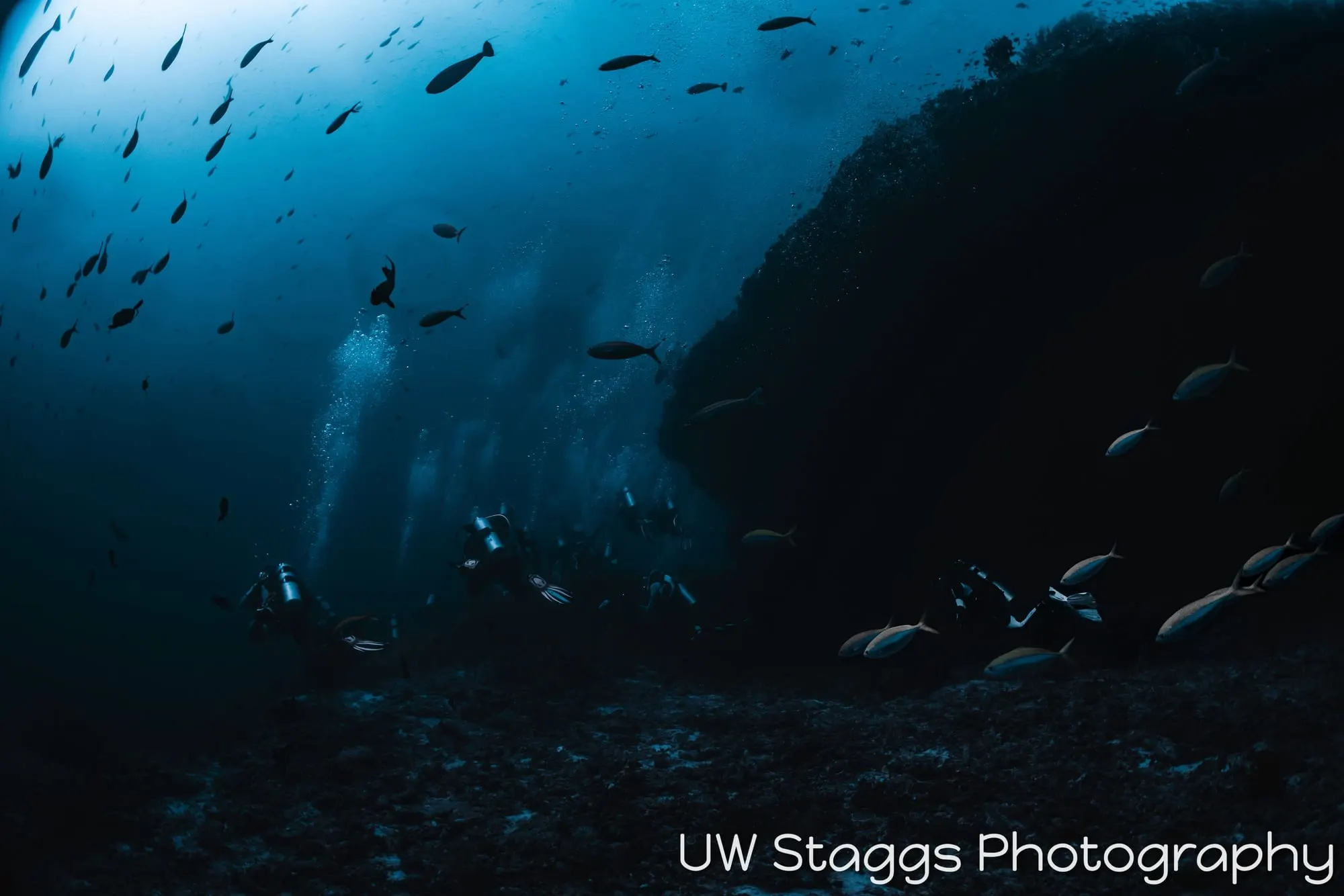 Reef Scene — Central Atolls, Maldives