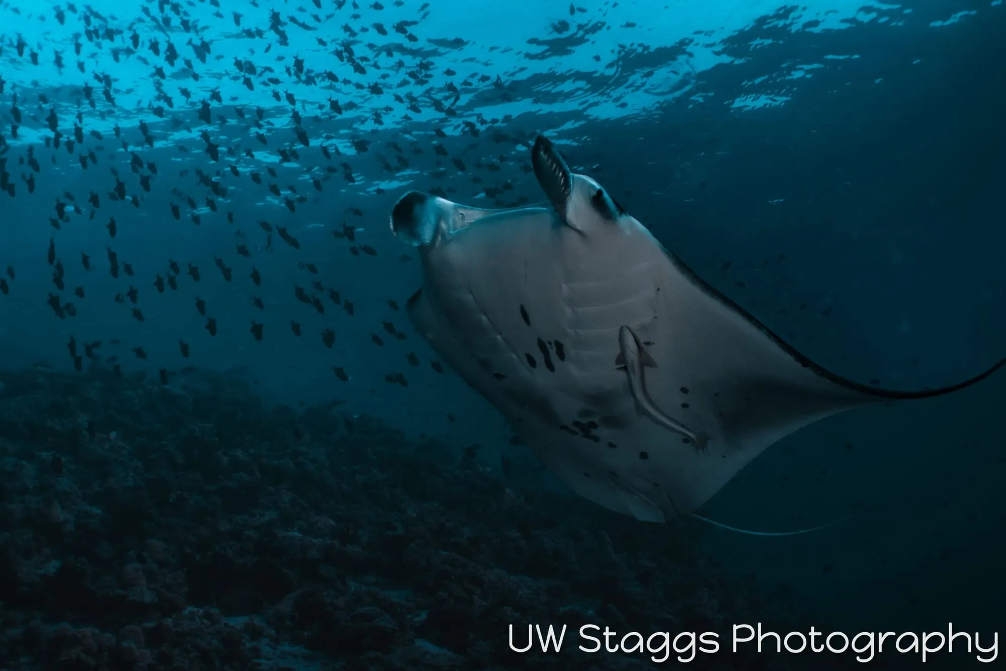 Whale — Central Atolls, Maldives