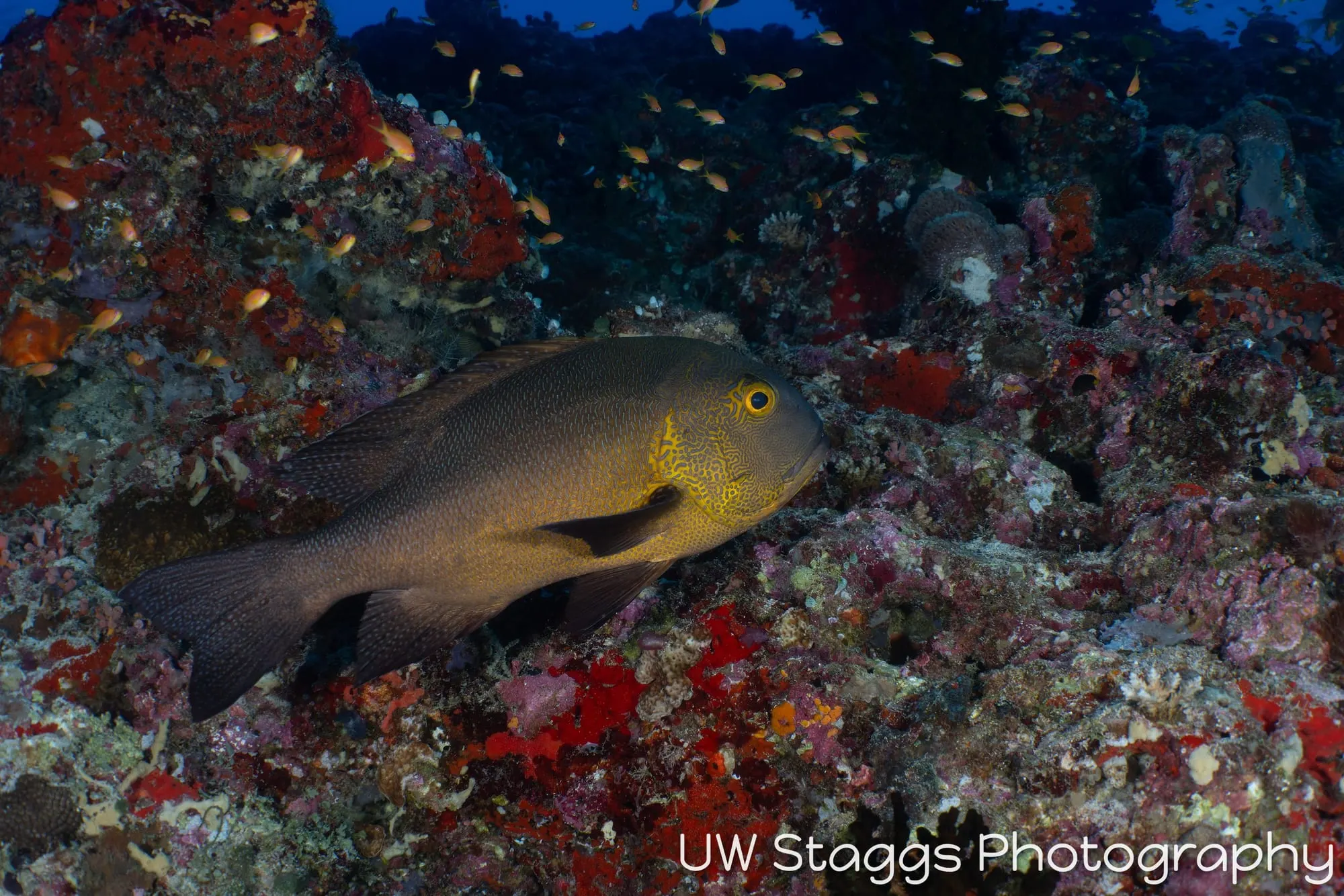 Coral Atoll — Central Atolls, Maldives