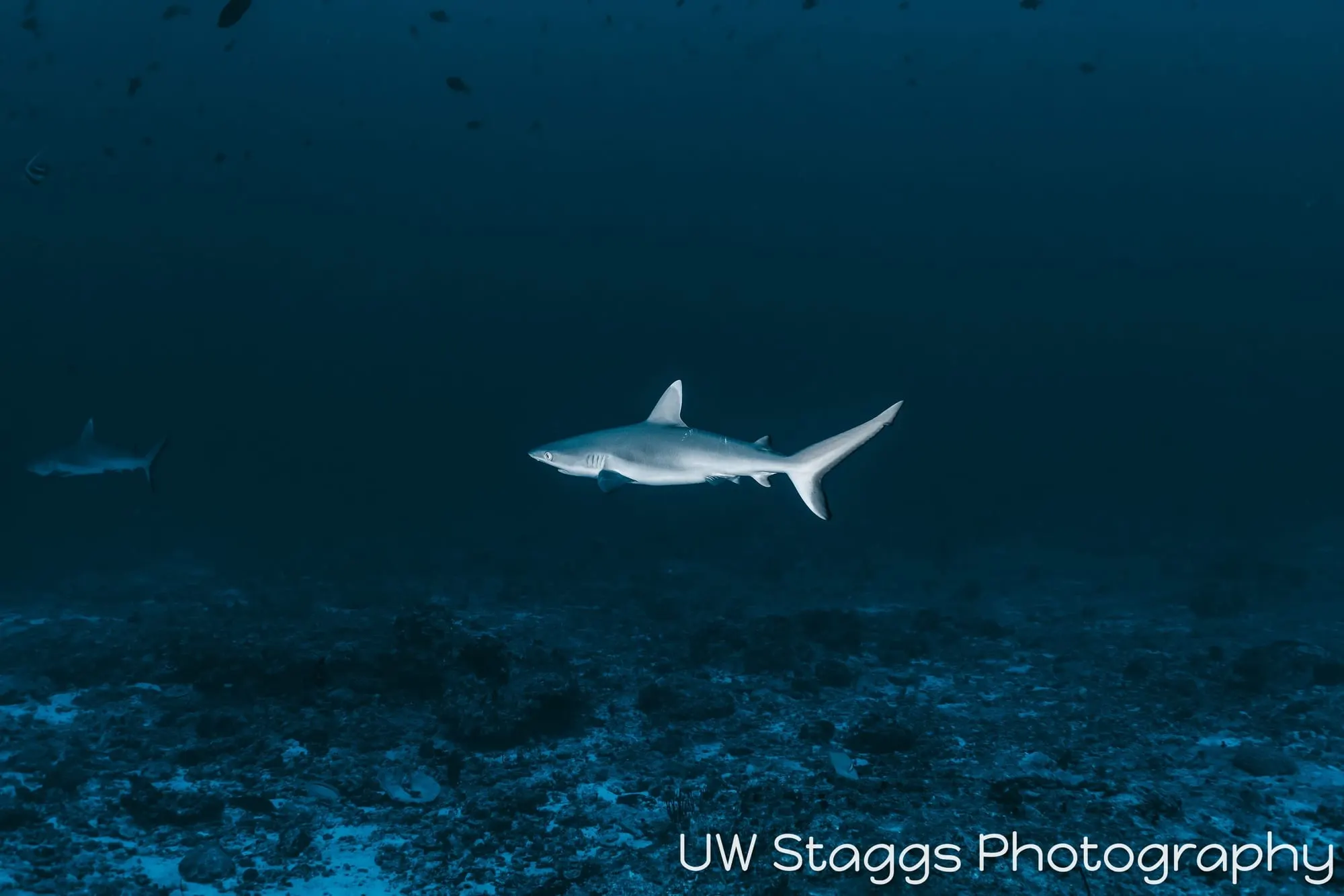 Dogfish Shark — Central Atolls, Maldives