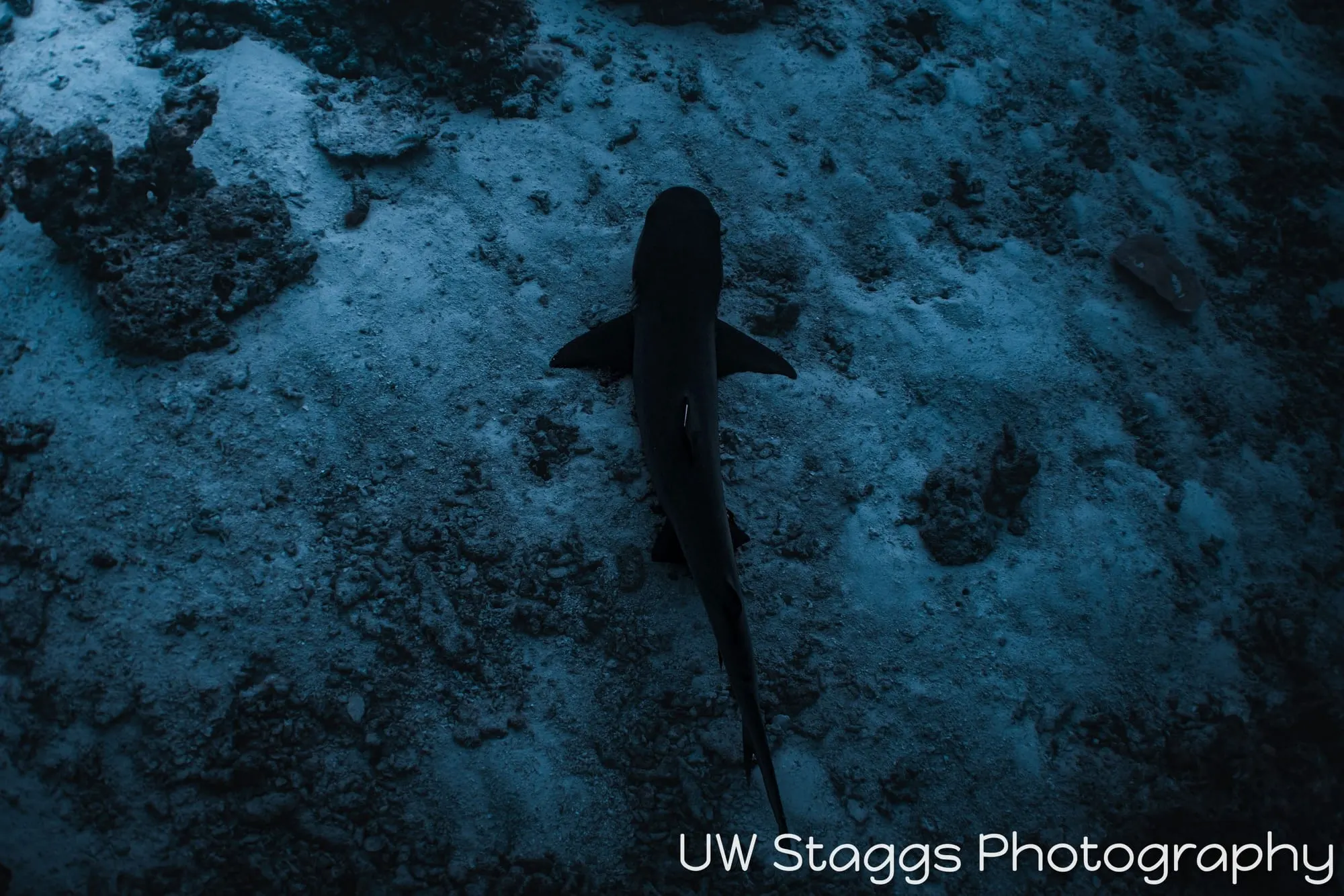 Dogfish Shark — Central Atolls, Maldives