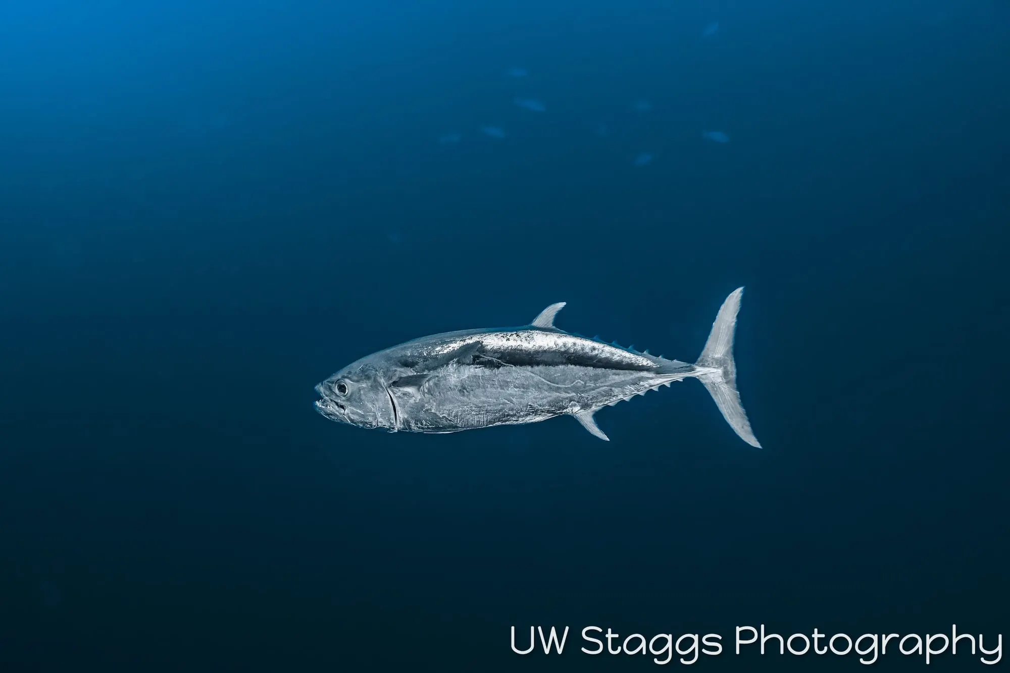Tuna — Central Atolls, Maldives