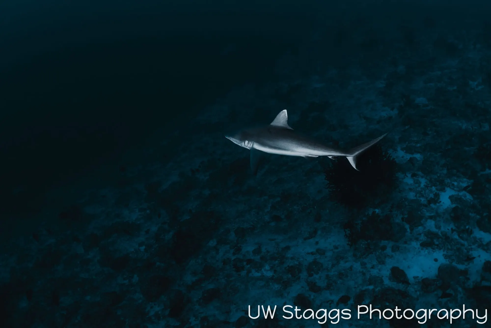 Dogfish Shark — Central Atolls, Maldives