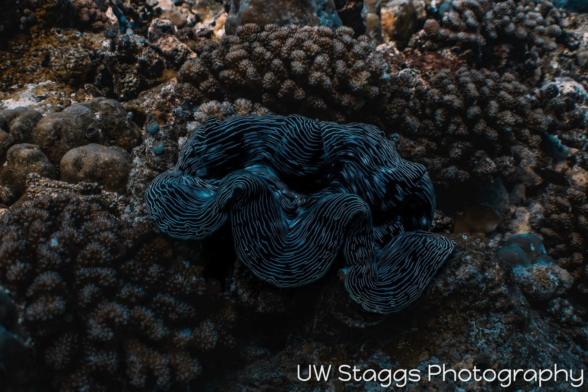 Clam — Central Atolls, Maldives