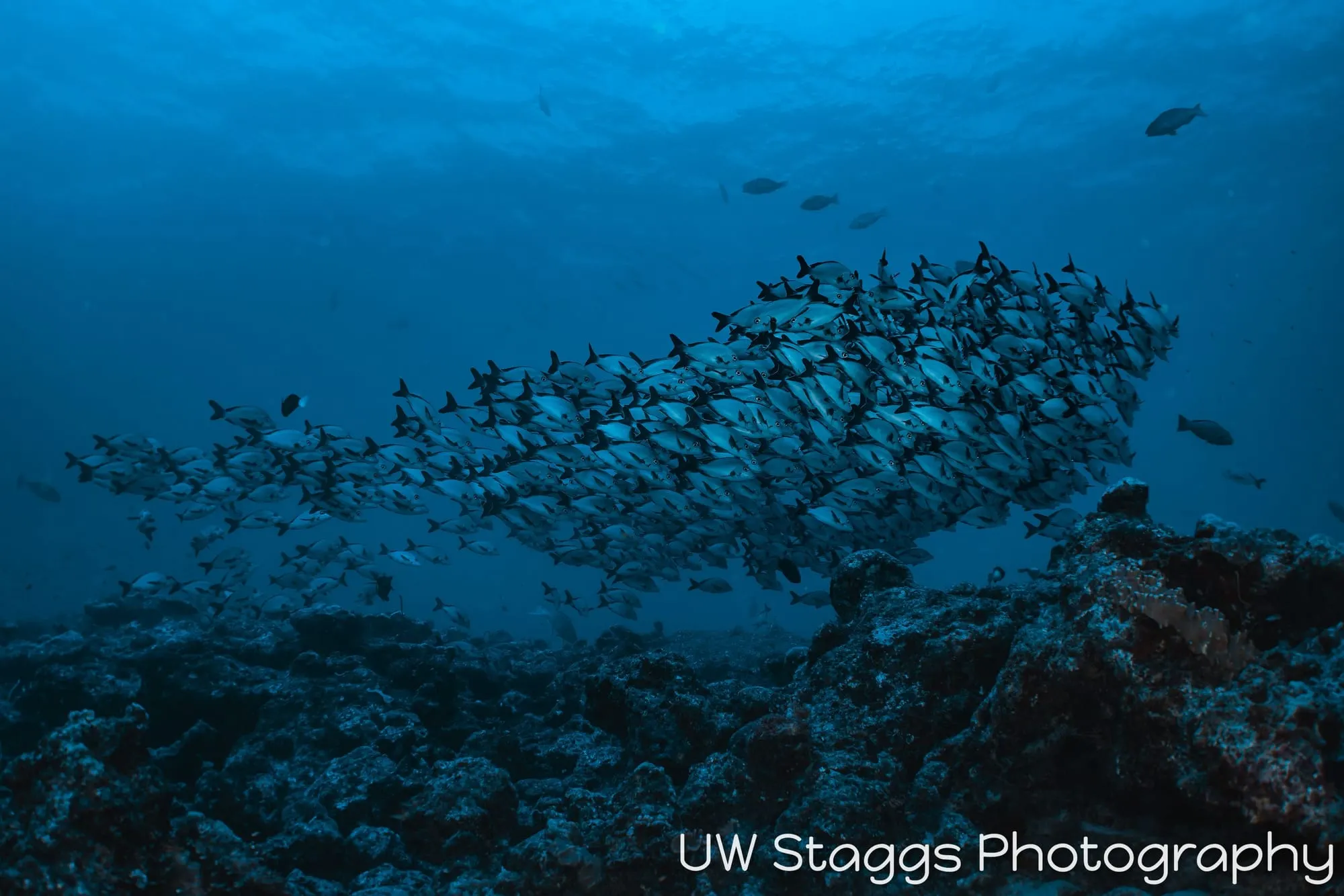 Reef Scene — Central Atolls, Maldives